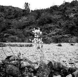 中越里美资料,探寻两国文化交融的璀璨明珠